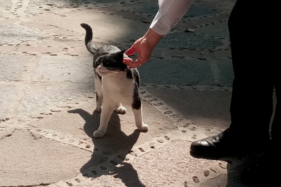 El gato de Mosivais que se refugia en la Virgen de Guadalupe