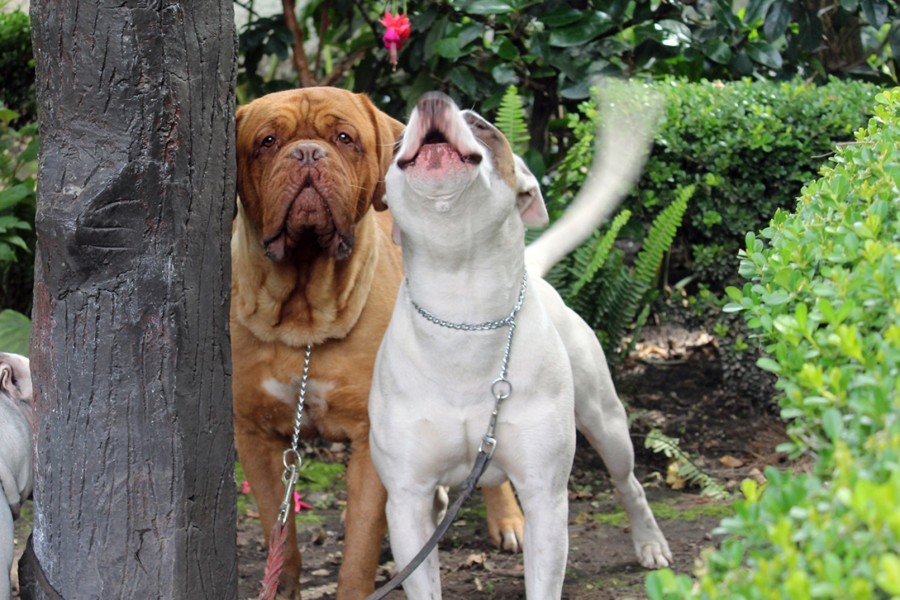 Registro de mascotas fomentará ciudadanos responsables: Agencia de Atención Animal