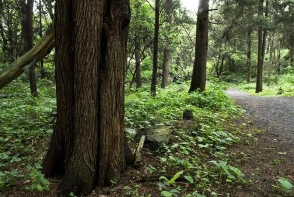 Atendió a tiempo Bosque de Tlalpan caso de corredora agredida