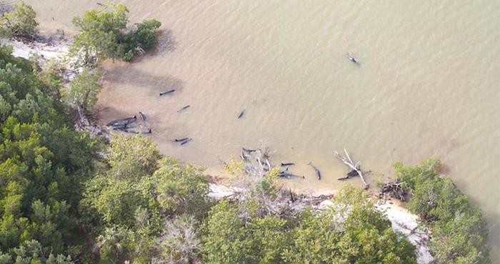Quedan varadas 95 orcas en Florida, fallecen 81