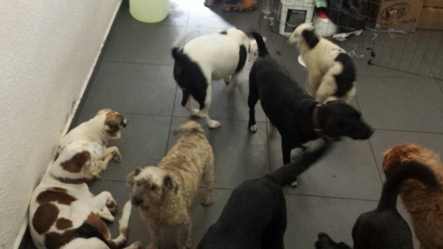 Las mascotas extraviadas son el otro rostro de los damnificados por el sismo.