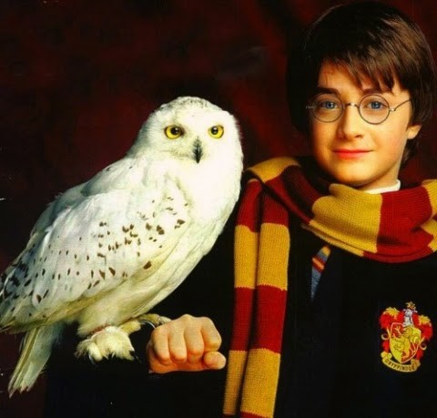 Culpan a Harry Potter de poner en peligro de extinción a  búhos