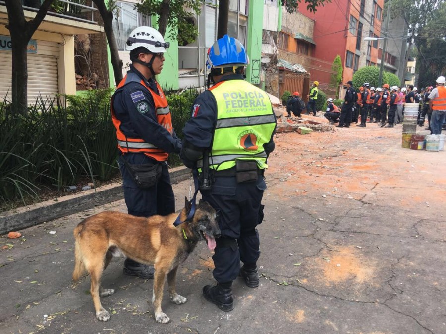 Kublay, el canino que ha recuperado más de 70 cuerpos en zonas de desastre