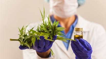 Buscan difundir beneficios sobre el cannabis medicinal