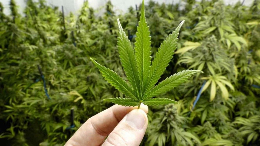 Avanza en comisiones del Senado el dictamen para regular la marihuana