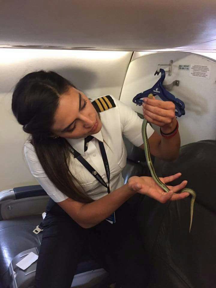 Encuentran vÃ­bora en vuelo de AeroMÃ©xico