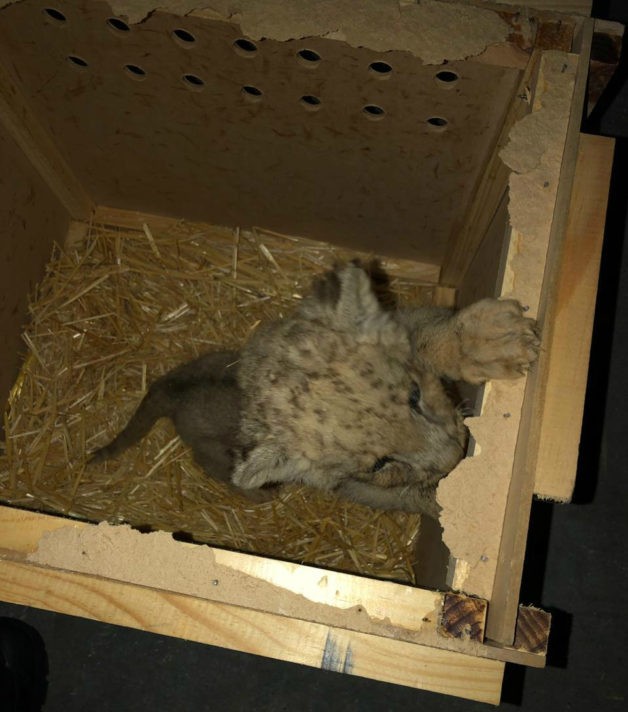 Rescata Guardia Nacional a cachorro de león africano en Tijuana