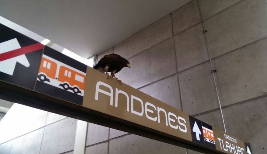 Águila se posa en Metro Nopalera de la CDMX