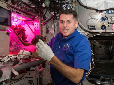 Cosechan lechuga en la Estación Espacial Internacional