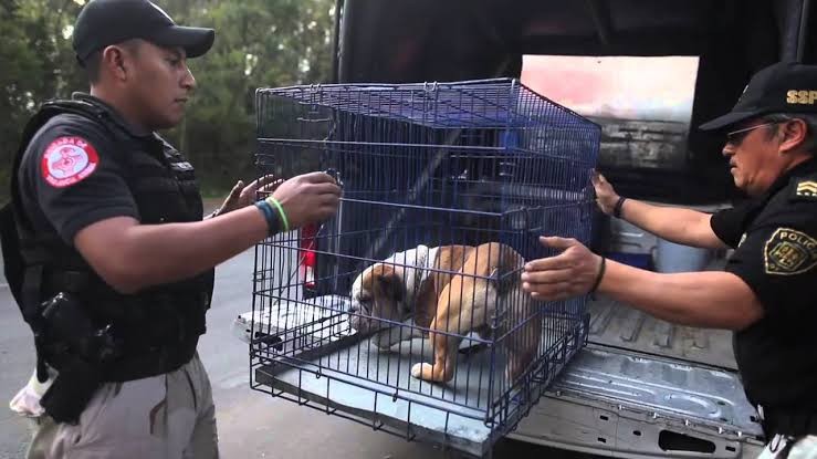 Muere bebé por ataque de un perro en Iztapalapa