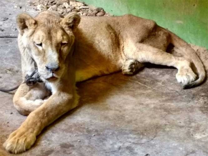 Aseguran a leona y 3 animales de vida silvestre en predio de Ecatepec