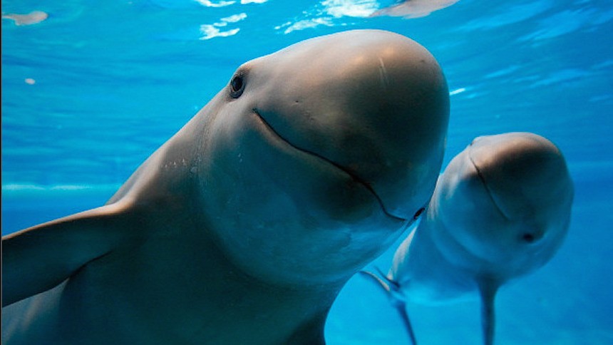 PRD impulsa medidas para salvar a la vaquita marina