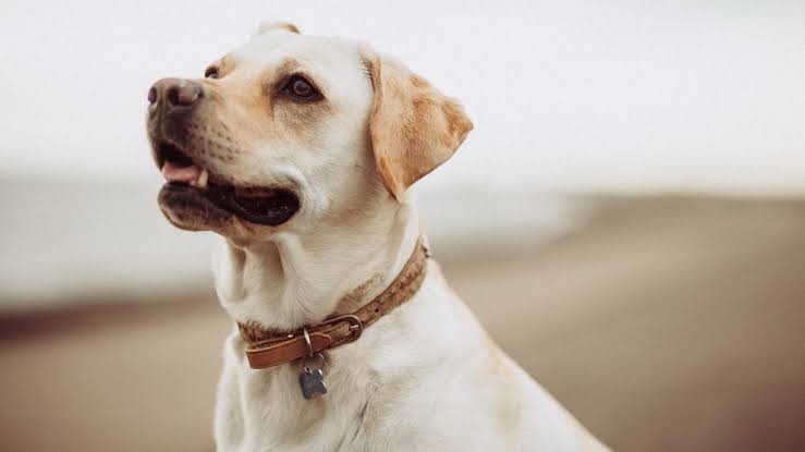 Descubre cómo México se convirtió en el primer país del mundo libre de rabia transmitida por perros