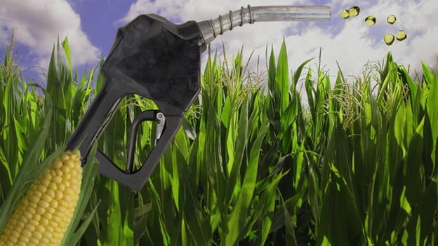 Investigadores de la UNAM busca combustibles biodegradables