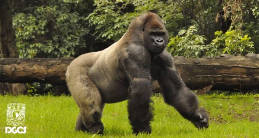 Busca MC mejorar condiciones de zoolÃ³gicos de la CdMx
