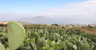 Nopal mexicano es exportado a ocho países