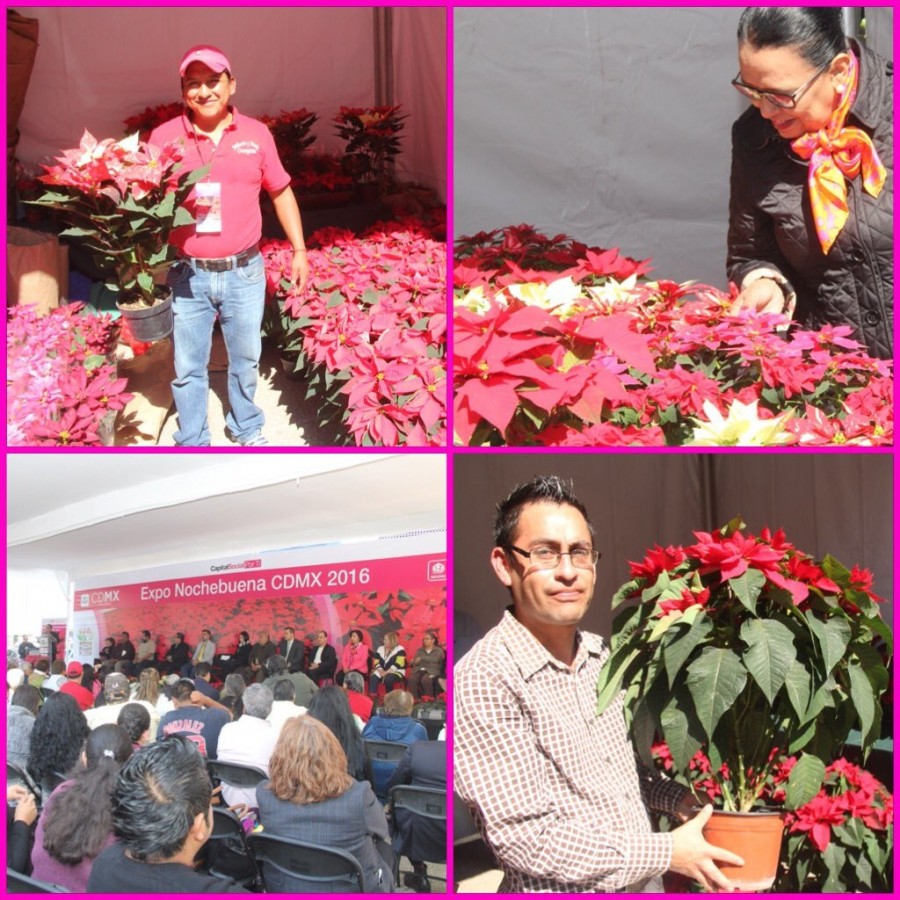 Comienza la expo-venta de nochebuenas para fiestas decembrinas
