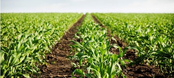 Senadores alertan sobre la gravedad de recortes al campo mexicano