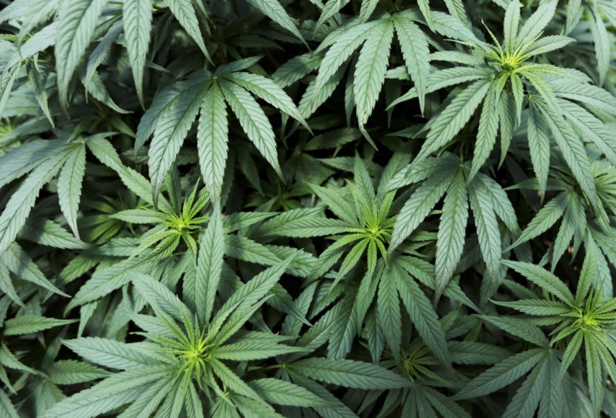 Comisiones del Senado analizarán con detenimiento minuta sobre marihuana: Monreal