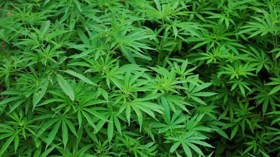 Avanza en comisiones dictamen para regular la marihuana