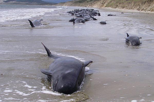 Pierden la vida 300 ballenas piloto en Nueva Zelanda