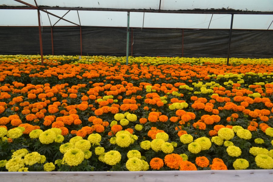 CdMx se coloca como primera productora de flor de cempasúchil