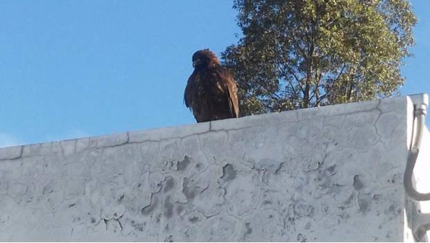Rescatan a un águila en la Línea 12 del metro de la CDMX