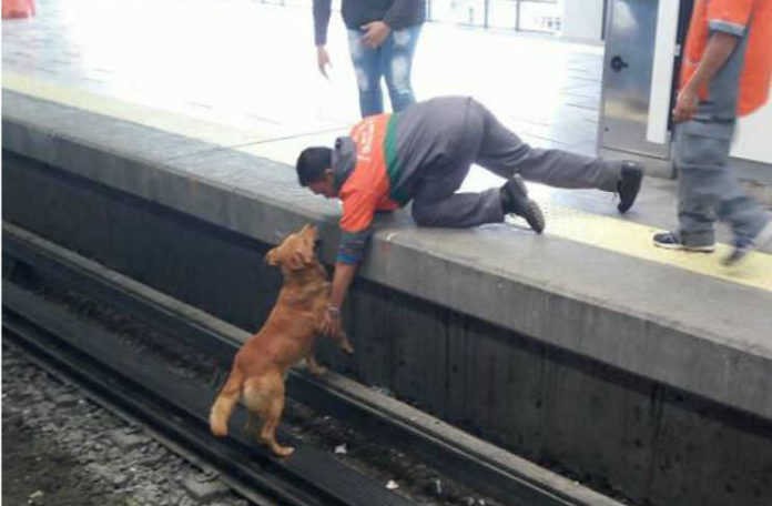 Aclaran muerte de perro en estación del Metro Pantitlán