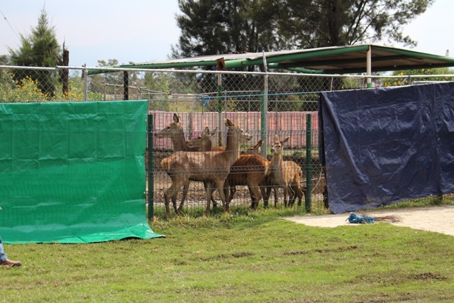 Clausuran Granja en Parque Cuitláhuac
