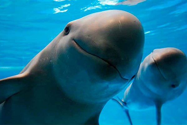 Aseguran Profepa y Semar embarcación por pesca ilegal en el área de protección de la vaquita marina