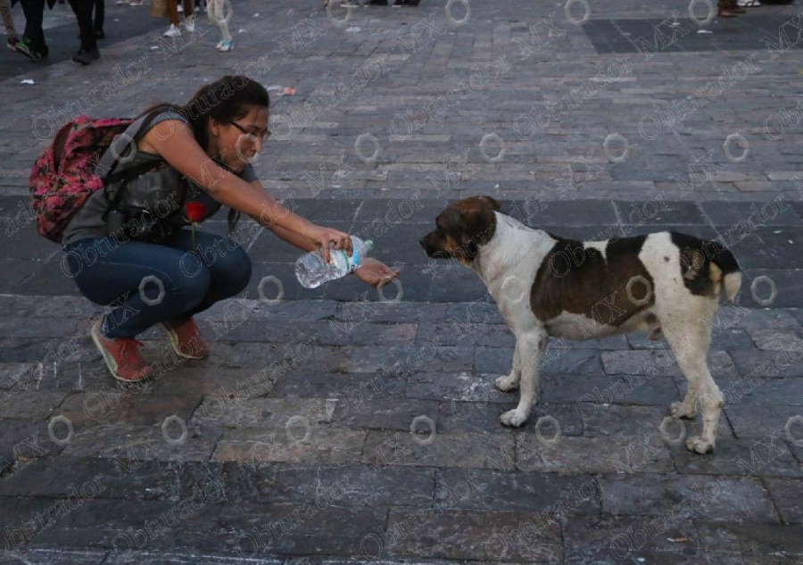 Alertan sobre incremento en robo de animales de compañía