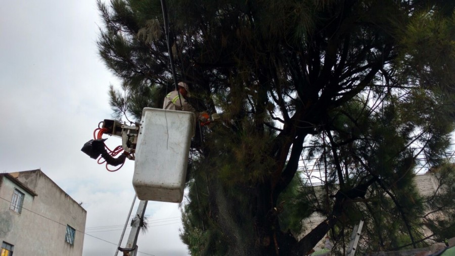 Realizan poda en Campestre Aragón