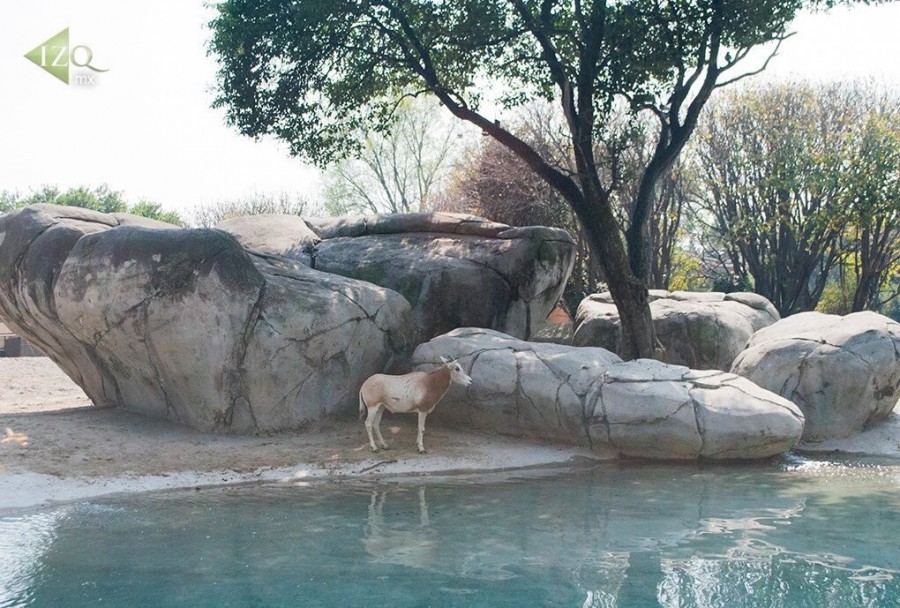 Muere antÃ­lope MÃ³nica del ZoolÃ³gico de Chapultepec