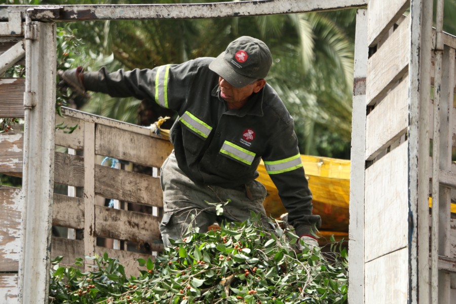Podan Ã¡rboles en la colonia Roma para evitar accidentes por fuertes lluvias