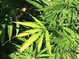 Senadores aprueban uso medicinal de la marihuana