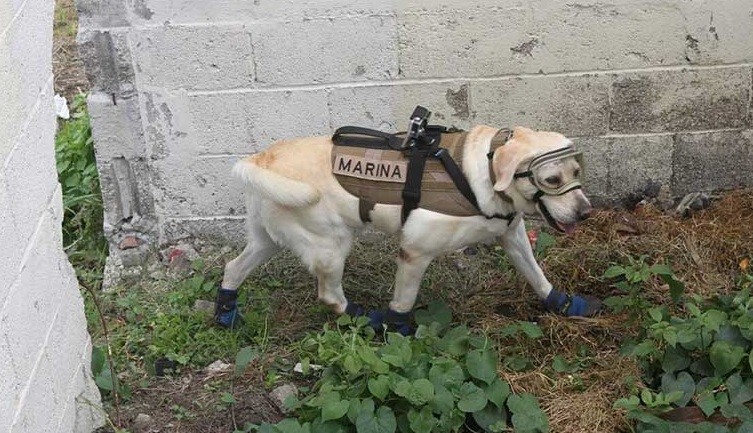 Frida, la superhéroe canina más amada hasta el momento
