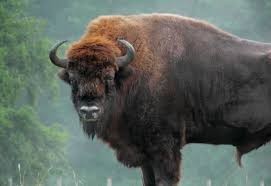 Muere otro bisonte del zoolÃ³gico de Chapultepec