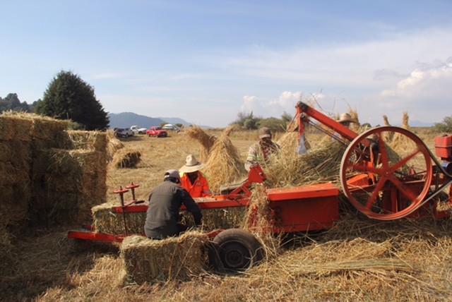 Avena forrajera principal cultivo en la CdMx