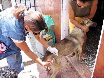 Inician proceso a dos por hacer falsa campaña de vacunación  para perros y gastos