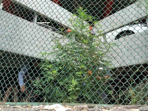 Encuentran plantas de mariguana dentro del aeropuerto de la Ciudad de México