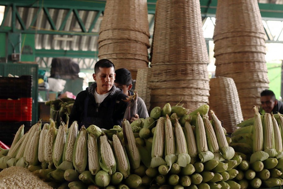 Central de Abasto promueve la variedad del elote