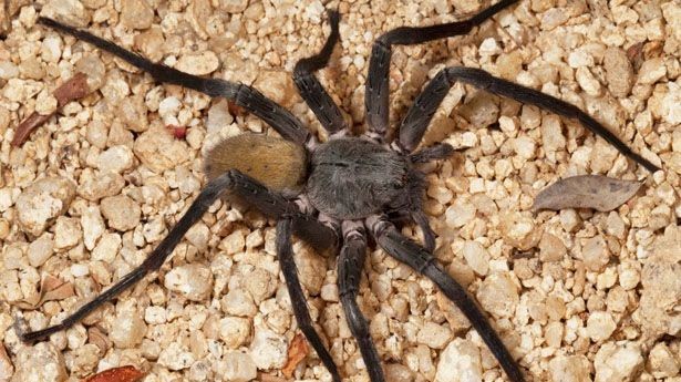 Descubren nueva especie de araña venenosa en Baja California