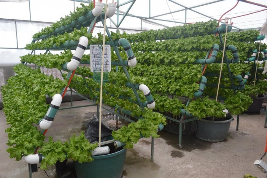 CDMX produce 2 mil 500 toneladas de lechuga al aÃ±o