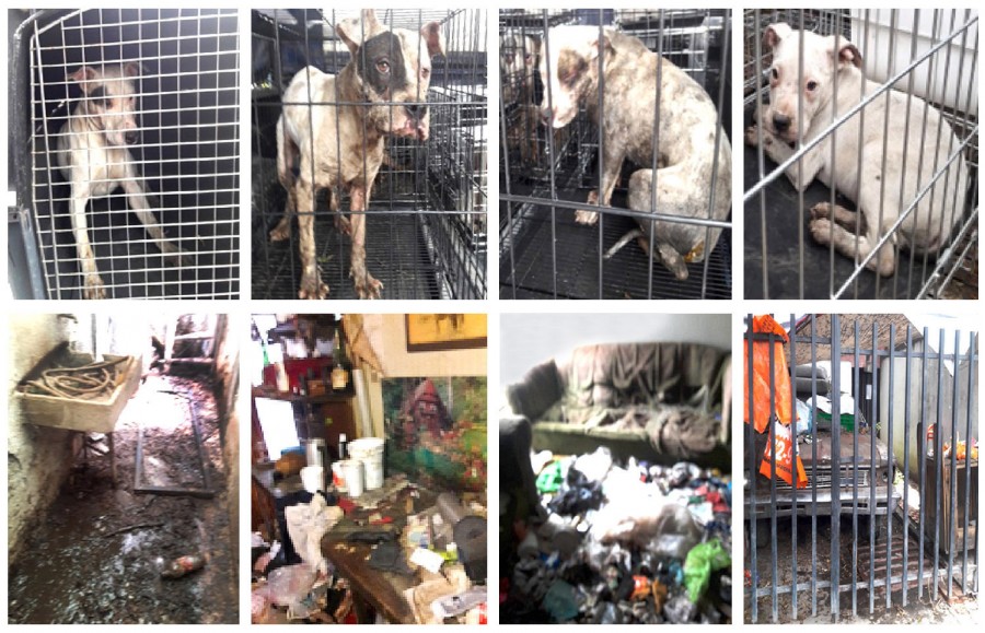 Rescatan a 9 perros que sufrían de maltrato