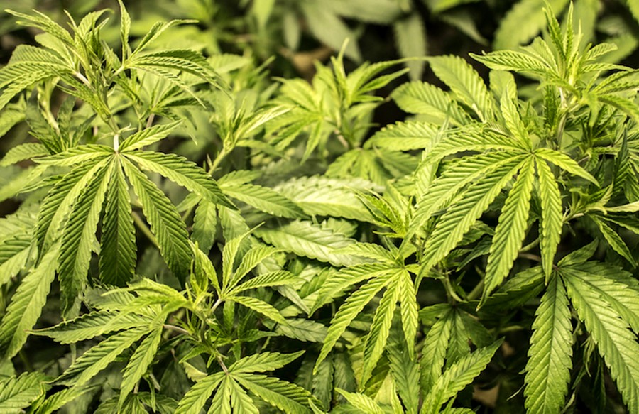 Destruyen 109 plantÃ­os de mariguana