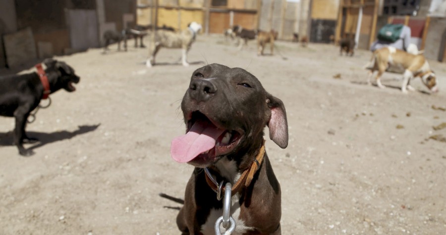 El Senado promueve trato digno a los animales; entra en vigor ley en contra de peleas de perros