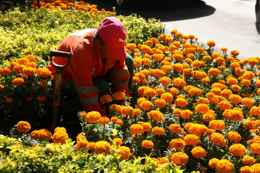 Visten de anaranjado al Paseo de la Reforma
