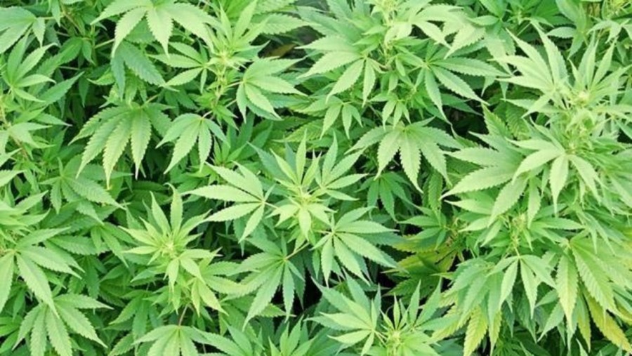 Aseguran 13 kilos de mariguana