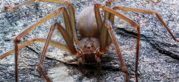 Descubren universitarios araña violinista nativa mexicana
