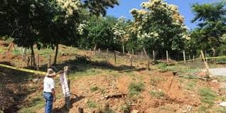 Senado avala acotar cambio de uso de suelo en terrenos forestales